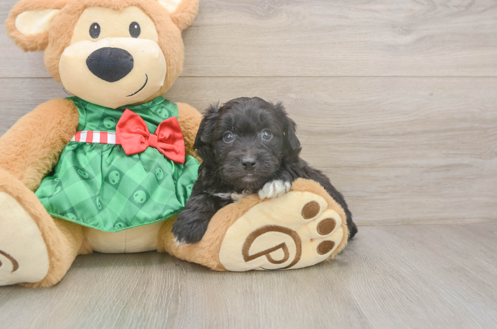 5 week old Mini Aussiedoodle Puppy For Sale - Pilesgrove Pups