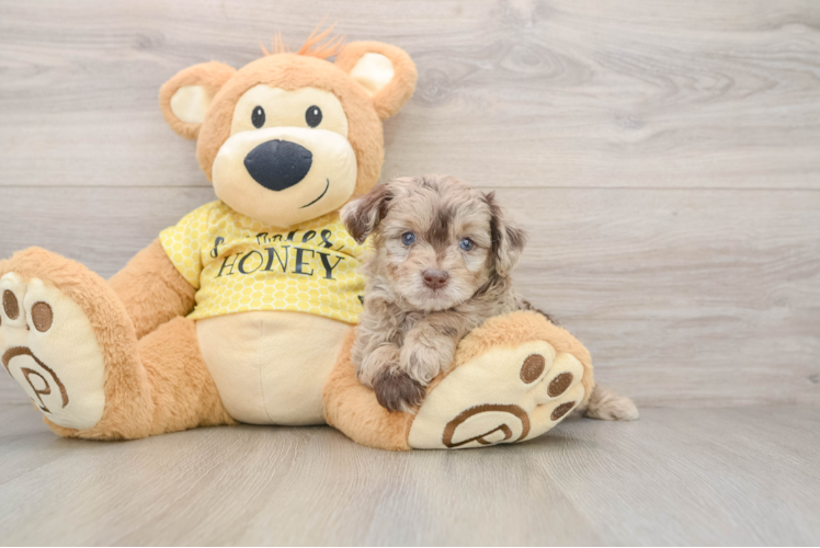 Sweet Mini Aussiedoodle Baby