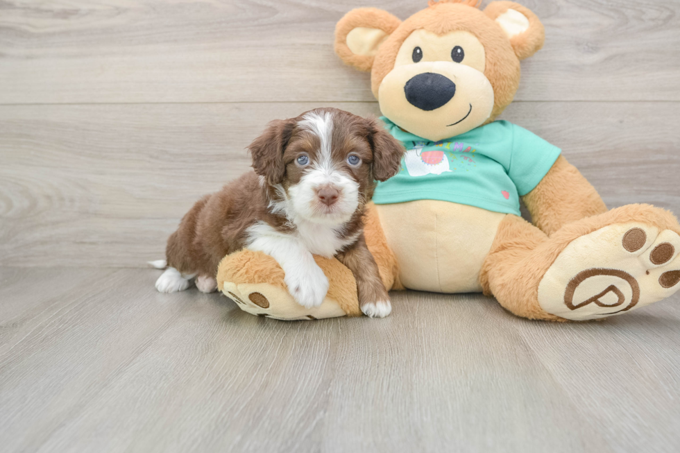 Mini Aussiedoodle Pup Being Cute