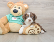 8 week old Mini Aussiedoodle Puppy For Sale - Pilesgrove Pups