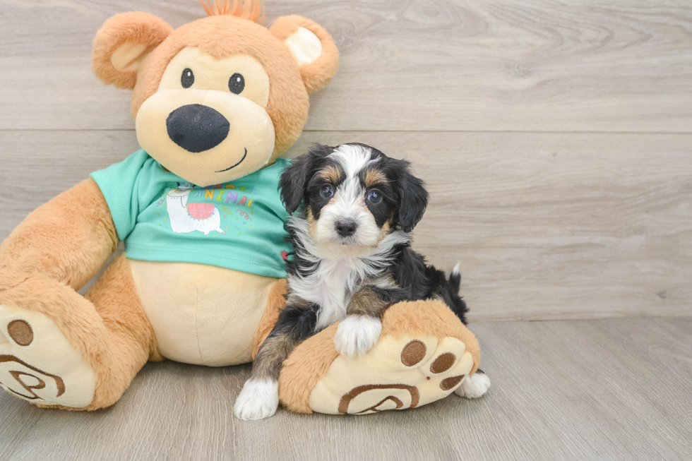 Energetic Aussie Poo Poodle Mix Puppy