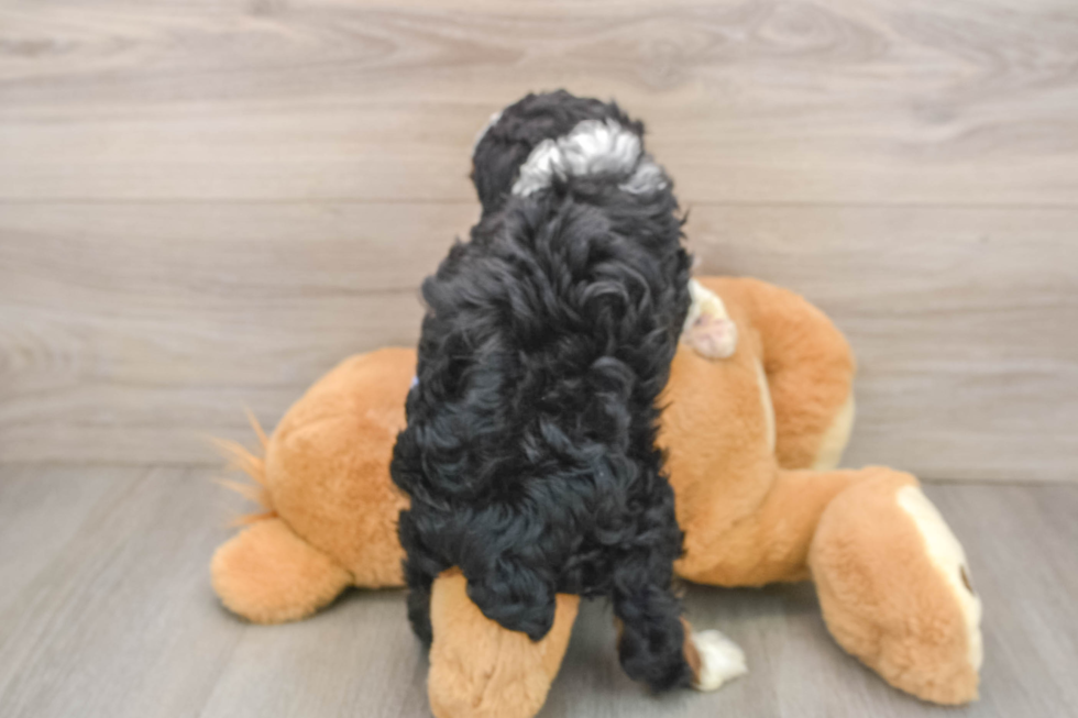 Sweet Mini Aussiedoodle Baby