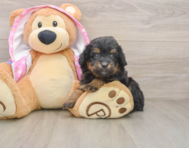 8 week old Mini Aussiedoodle Puppy For Sale - Pilesgrove Pups