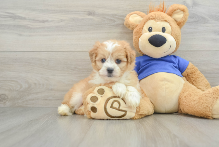 Little Mini Aussiepoo Poodle Mix Puppy