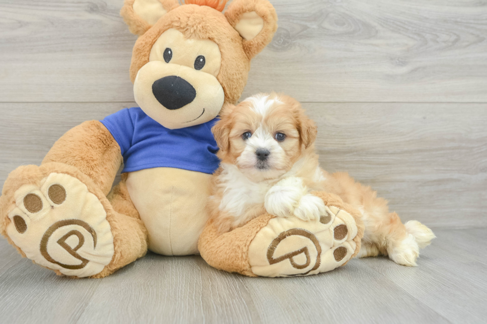 Popular Mini Aussiedoodle Poodle Mix Pup