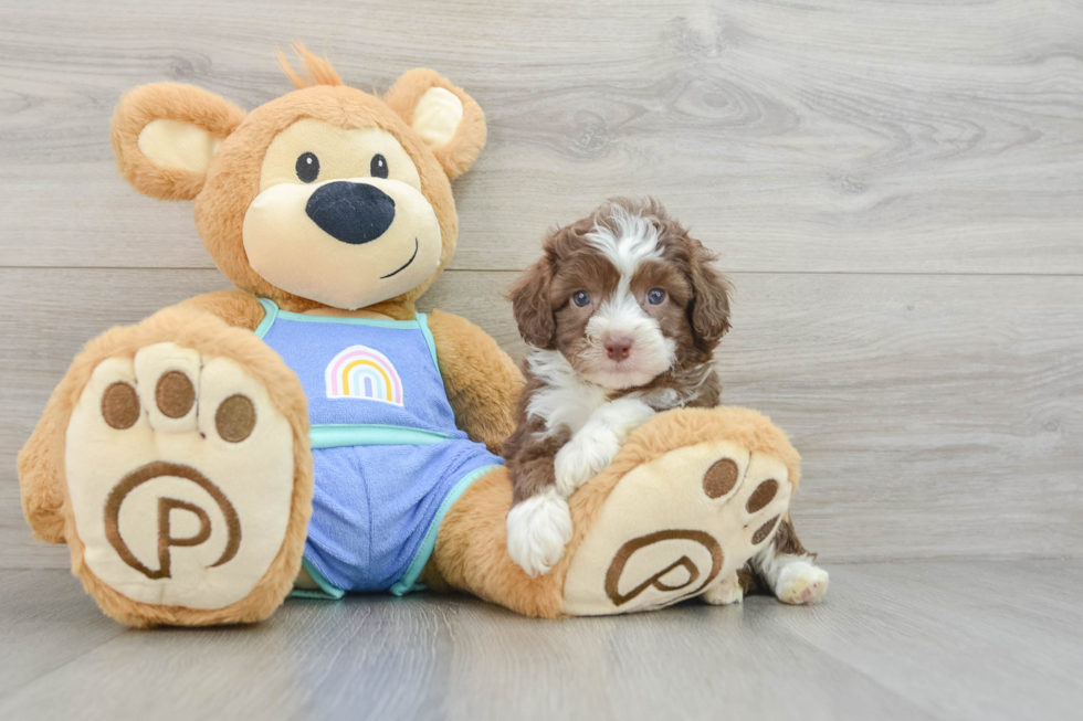 Small Mini Aussiedoodle Baby