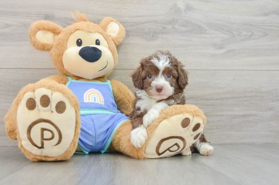 Small Mini Aussiedoodle Baby