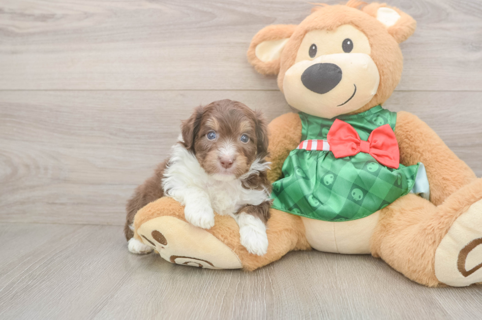 5 week old Mini Aussiedoodle Puppy For Sale - Pilesgrove Pups