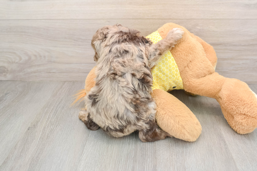 Mini Aussiedoodle Puppy for Adoption