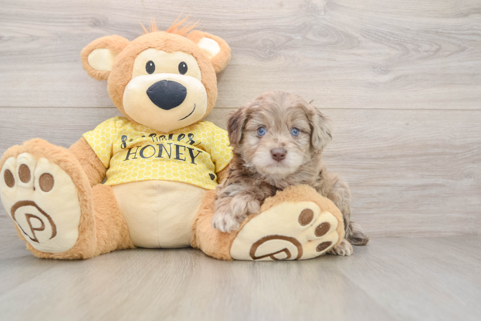 Best Mini Aussiedoodle Baby