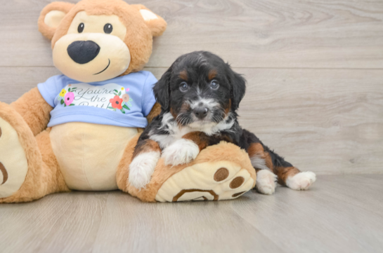 Best Mini Aussiedoodle Baby