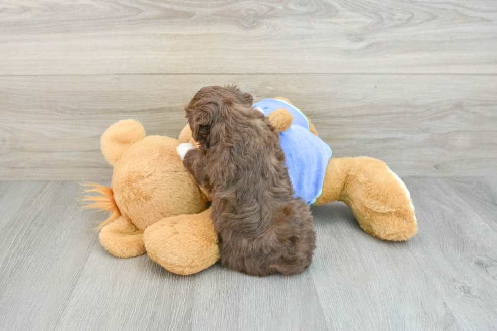 Mini Aussiedoodle Pup Being Cute