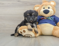 8 week old Mini Aussiedoodle Puppy For Sale - Pilesgrove Pups