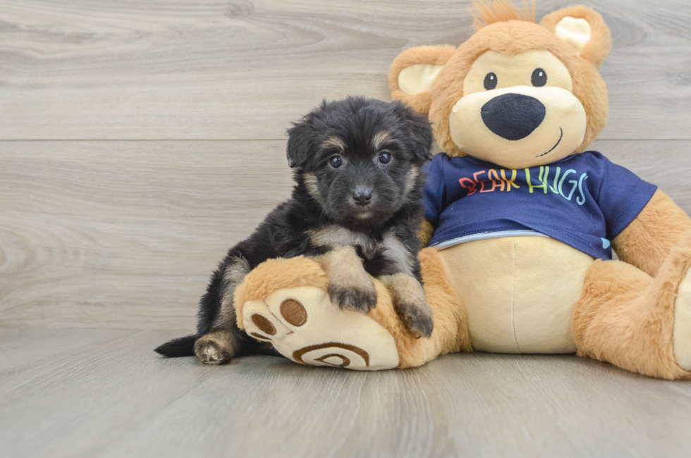 6 week old Mini Aussiedoodle Puppy For Sale - Pilesgrove Pups