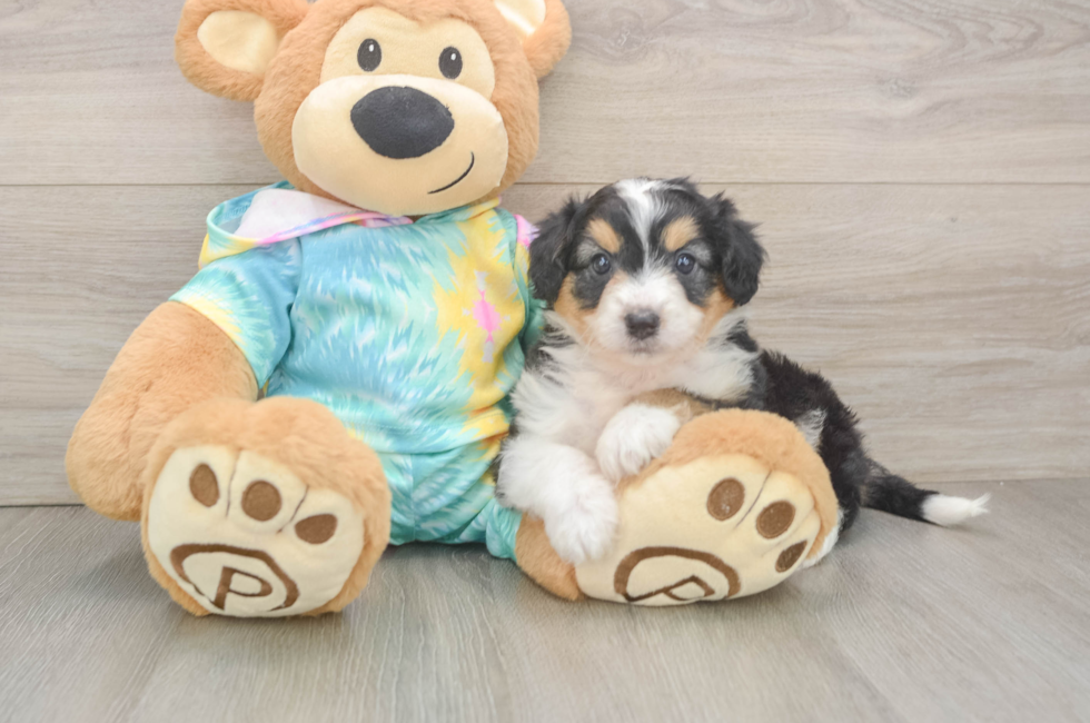 5 week old Mini Aussiedoodle Puppy For Sale - Pilesgrove Pups