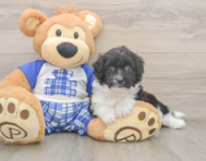 8 week old Mini Aussiedoodle Puppy For Sale - Pilesgrove Pups