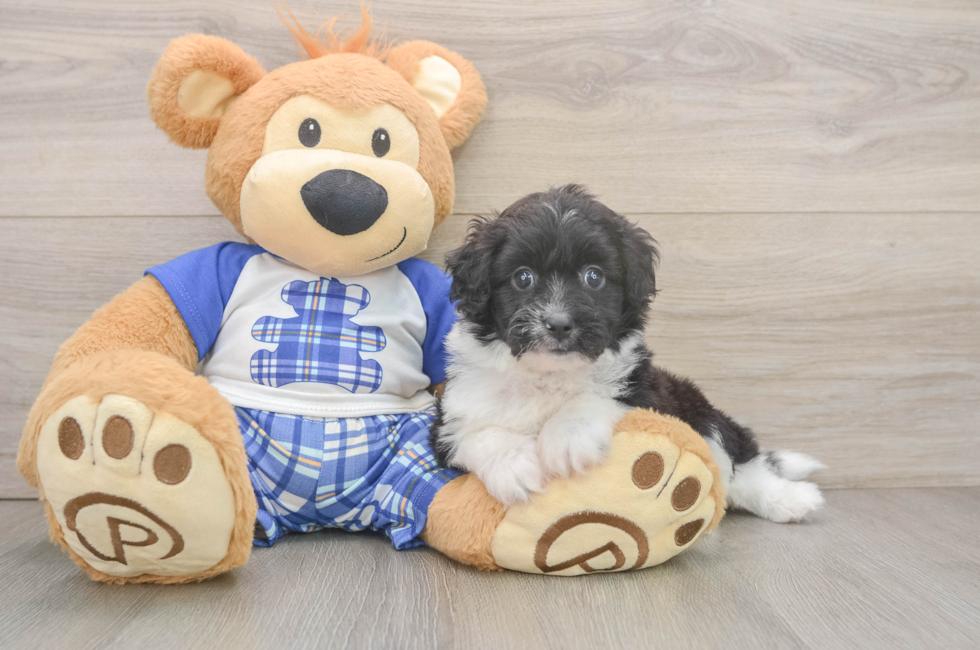 6 week old Mini Aussiedoodle Puppy For Sale - Pilesgrove Pups