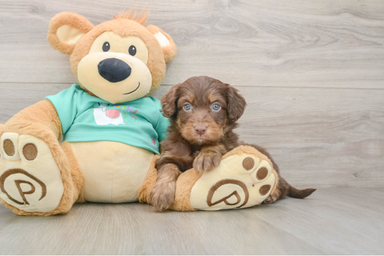 Best Mini Aussiedoodle Baby