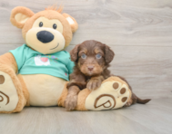 9 week old Mini Aussiedoodle Puppy For Sale - Pilesgrove Pups