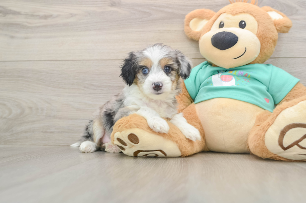 Mini Aussiedoodle Puppy for Adoption