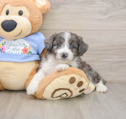 7 week old Mini Aussiedoodle Puppy For Sale - Pilesgrove Pups
