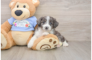 Hypoallergenic Aussiepoo Poodle Mix Puppy