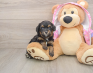 8 week old Mini Aussiedoodle Puppy For Sale - Pilesgrove Pups