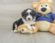 9 week old Mini Aussiedoodle Puppy For Sale - Pilesgrove Pups