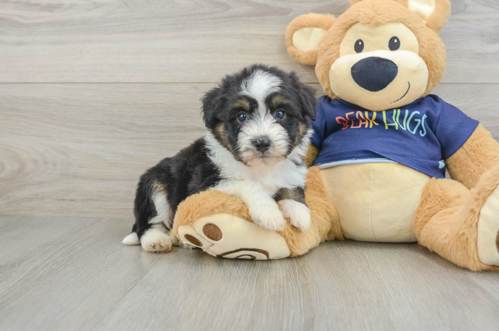 6 week old Mini Aussiedoodle Puppy For Sale - Pilesgrove Pups