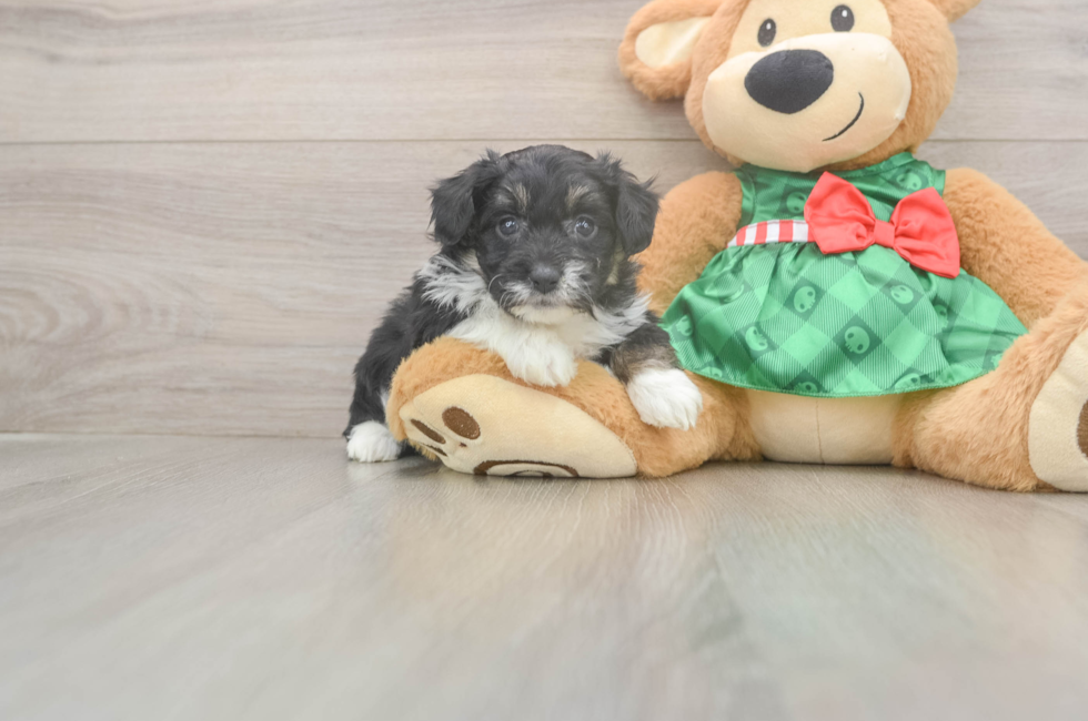 5 week old Mini Aussiedoodle Puppy For Sale - Pilesgrove Pups