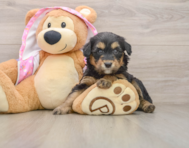 8 week old Mini Aussiedoodle Puppy For Sale - Pilesgrove Pups