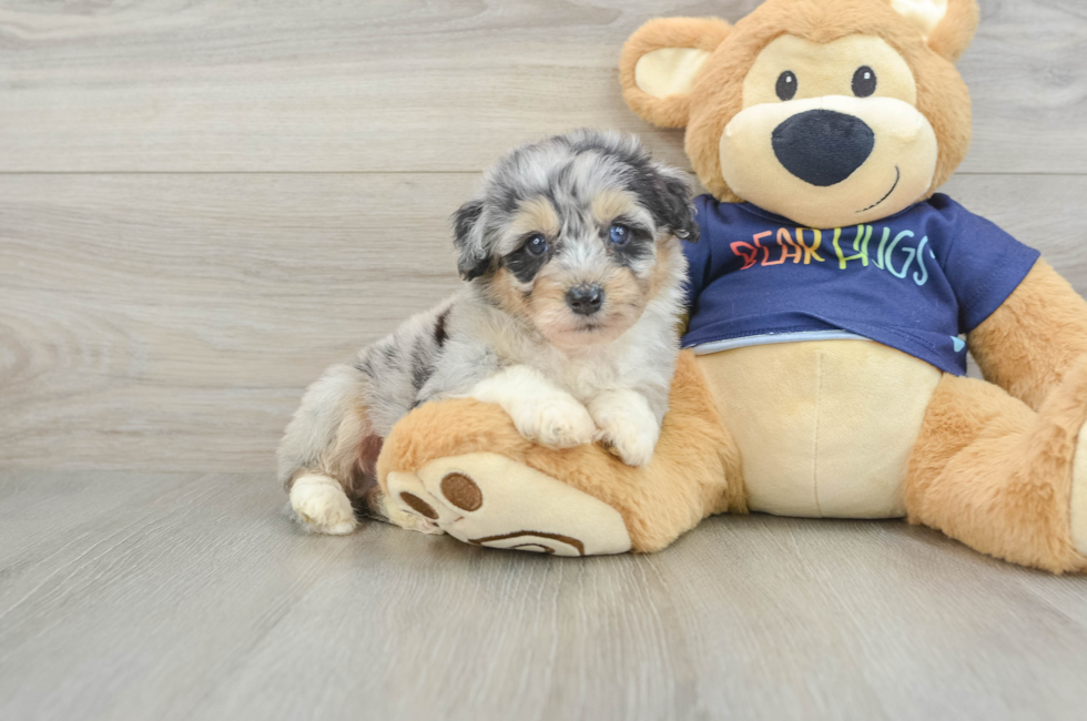 6 week old Mini Aussiedoodle Puppy For Sale - Pilesgrove Pups