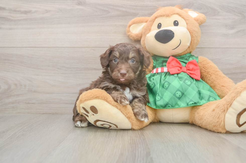5 week old Mini Aussiedoodle Puppy For Sale - Pilesgrove Pups