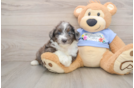 Mini Aussiedoodle Puppy for Adoption