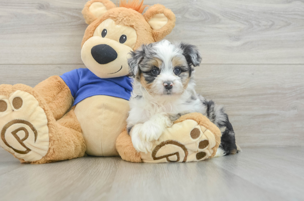 6 week old Mini Aussiedoodle Puppy For Sale - Pilesgrove Pups