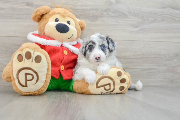 Adorable Mini Australian Shepherd X Poodle Mix Poodle Mix Puppy