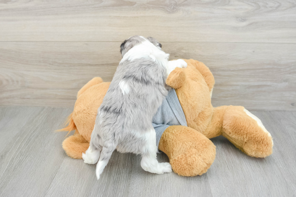 Mini Aussiedoodle Puppy for Adoption