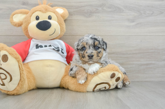 Popular Mini Aussiedoodle Poodle Mix Pup