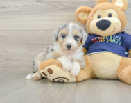 8 week old Mini Aussiedoodle Puppy For Sale - Pilesgrove Pups