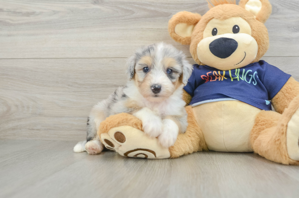 6 week old Mini Aussiedoodle Puppy For Sale - Pilesgrove Pups