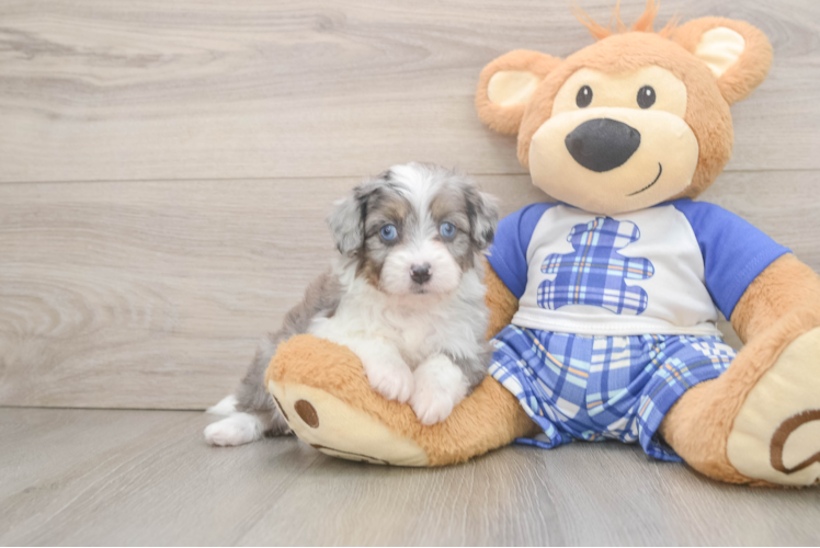Mini Aussiedoodle Pup Being Cute