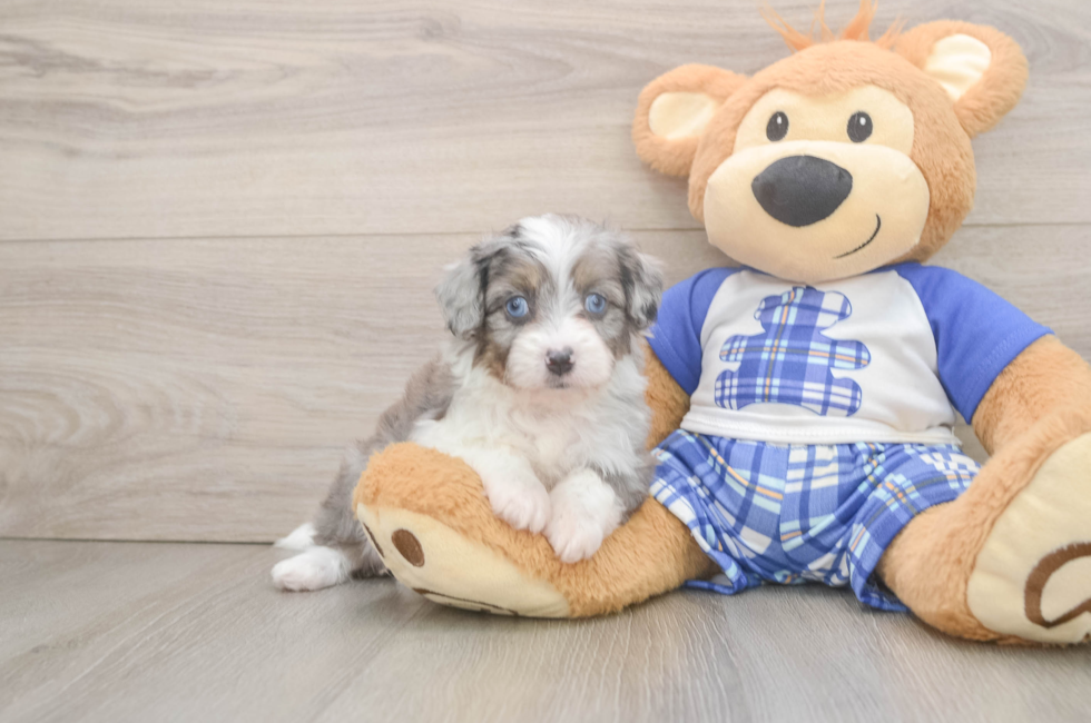 5 week old Mini Aussiedoodle Puppy For Sale - Pilesgrove Pups