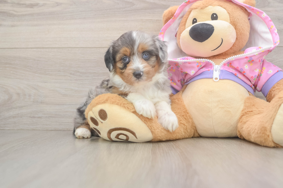 7 week old Mini Aussiedoodle Puppy For Sale - Pilesgrove Pups