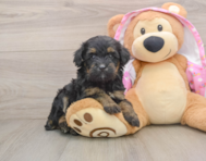 8 week old Mini Aussiedoodle Puppy For Sale - Pilesgrove Pups