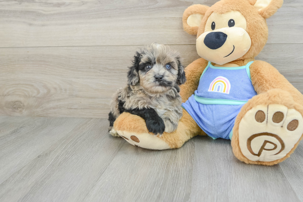 Mini Aussiedoodle Pup Being Cute