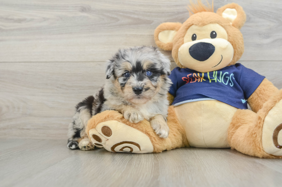 6 week old Mini Aussiedoodle Puppy For Sale - Pilesgrove Pups