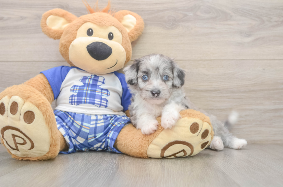 5 week old Mini Aussiedoodle Puppy For Sale - Pilesgrove Pups