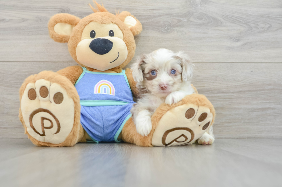 Best Mini Aussiedoodle Baby