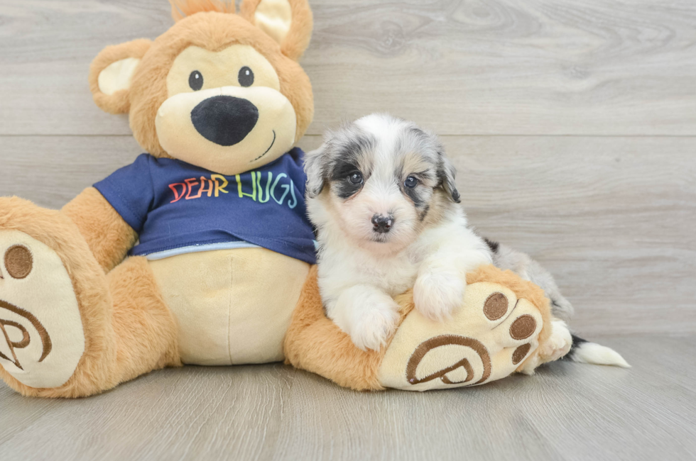 6 week old Mini Aussiedoodle Puppy For Sale - Pilesgrove Pups