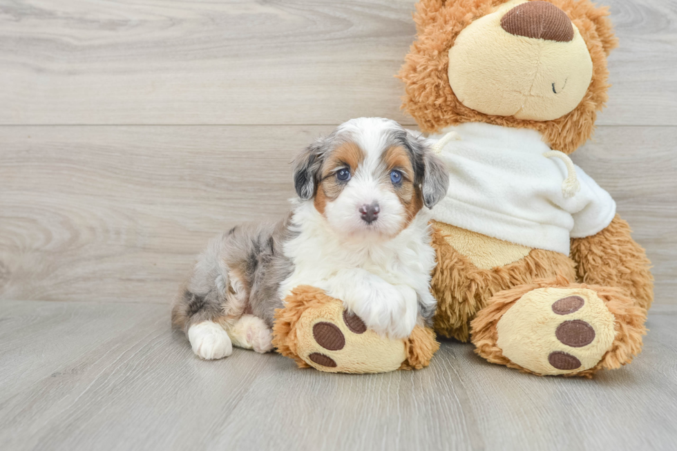 Funny Mini Aussiedoodle Poodle Mix Pup